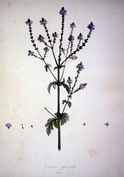 Verbena officinalis (Verbena officinale). Herbarium des 19. Jahrhunderts von Unknown artist