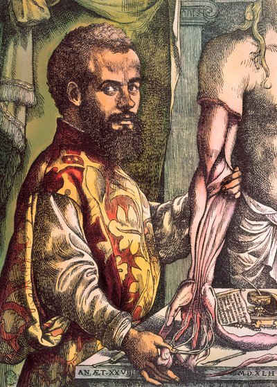 Andreas Vesalius (Gravur) von Unknown artist