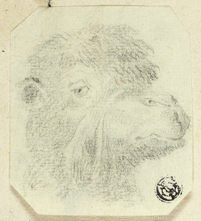 Kamelkopf nach rechts blickend von Unknown artist