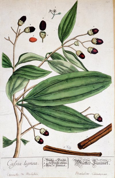 Zimt von Malabar (Indien) - botanische Tafel von Unknown artist