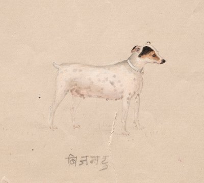 Hund von Unknown artist