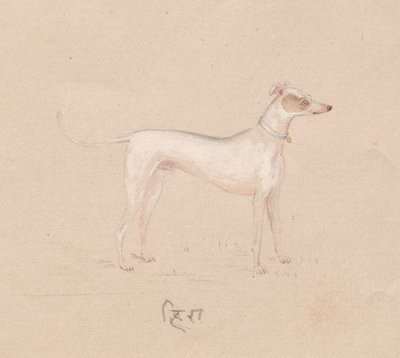 Hund von Unknown artist