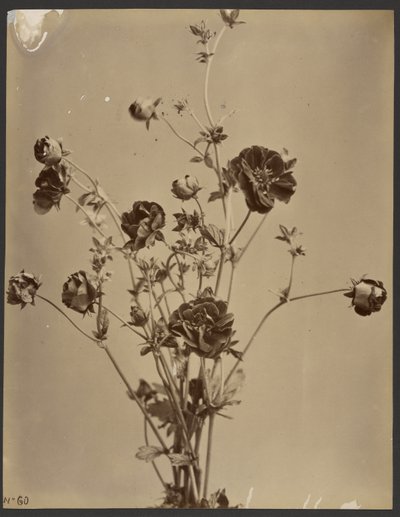 Blumenstudie von Unknown artist
