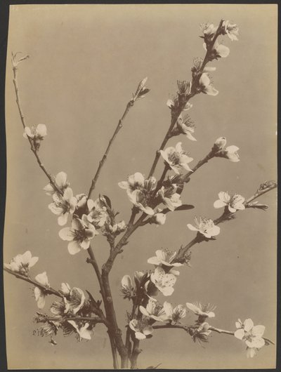[Blumenstudie mit kleinen weißen Blumen] von Unknown artist
