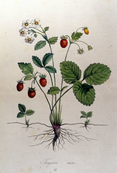 Fragaria Vesca (Wald-Erdbeere). von Unknown artist