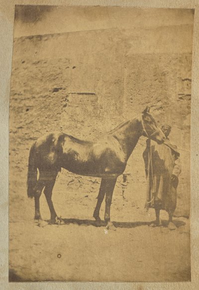 Pferd von Unknown artist