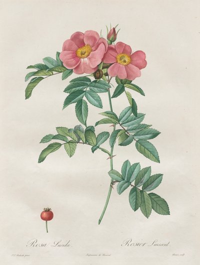 Die Rosen: Rosa Lucida von Unknown artist