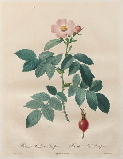 Die Rosen: Rosa villosa, pomifera von Unknown artist