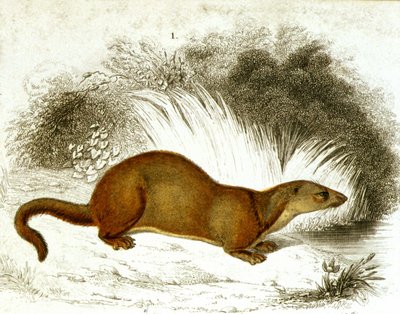 Otter - Farbgravur. Gravur, 19. Jahrhundert von Unknown artist
