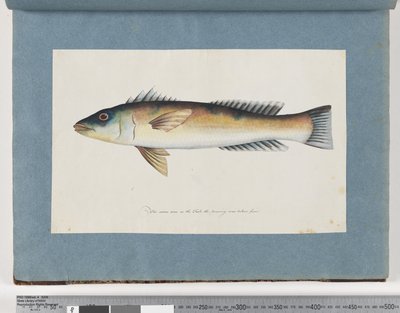 Seite 21. Unidentifizierter Fisch von Unknown artist