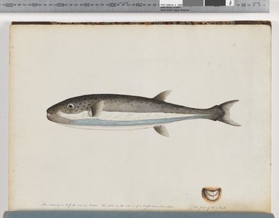 Seite 28. Unidentifizierter Fisch von Unknown artist