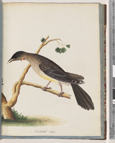 Seite 55. Roter Wattlebird. Merops carunculatus von Unknown artist