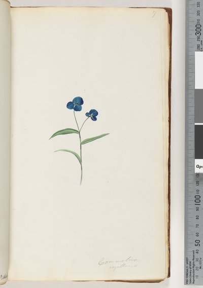 Seite 7. Commelina capillaris von Unknown artist