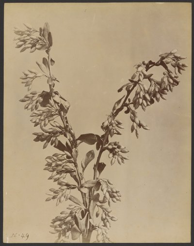 Pflanze mit Büscheln von Schoten von Unknown artist