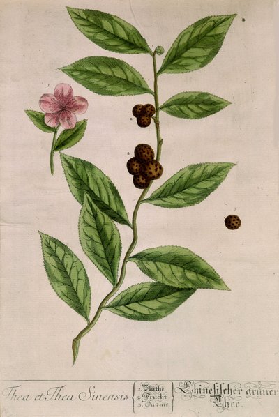 Sinensis-Teepflanze - botanische Tafel von Unknown artist
