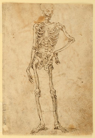 Skelett von Unknown artist