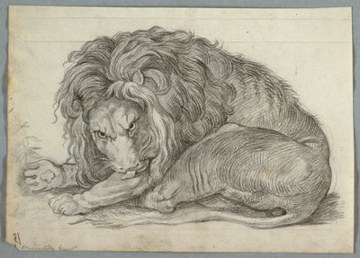 Studie eines Löwen von Unknown artist