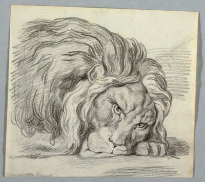Studie eines Löwen von Unknown artist