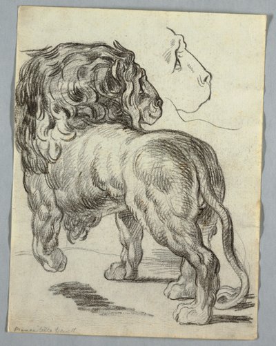 Studie eines Löwen von Unknown artist