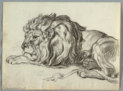 Studie eines Löwen von Unknown artist