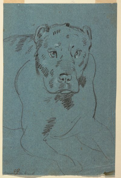 Studie einer Löwin von Unknown artist