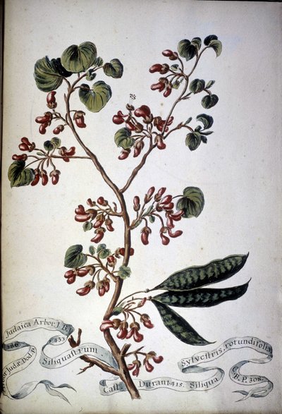 Sylvestris Rotundifolia. Herbarium des 19. Jahrhunderts. von Unknown artist