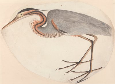 Der Purpurreiher von Unknown artist
