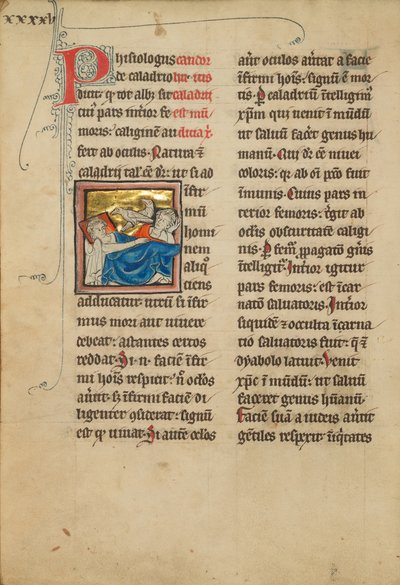 Caladrius Vögel von Unknown artist/maker