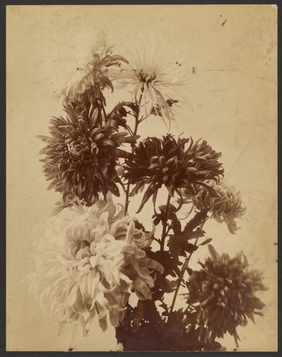 [Chrysanthemen] von Unknown artist/maker