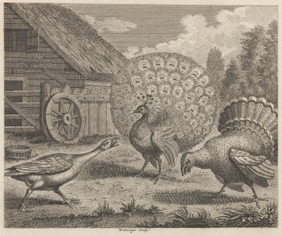 Der Pfau, der Truthahn und die Gans von W. Grainger