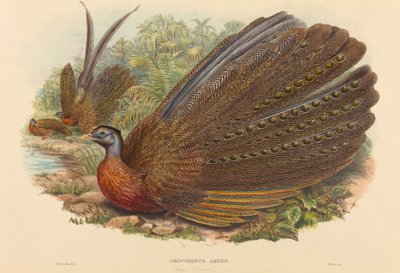 Argusfasan (Argusianus Argus) von W. Hart