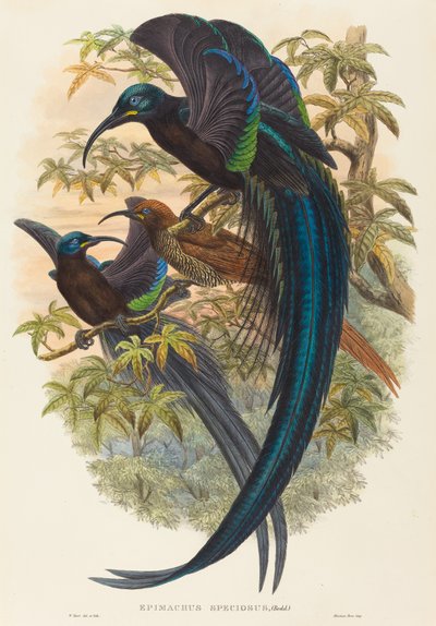 Epimachus speciosus (Sichelschnabel-Paradiesvogel) von W. Hart