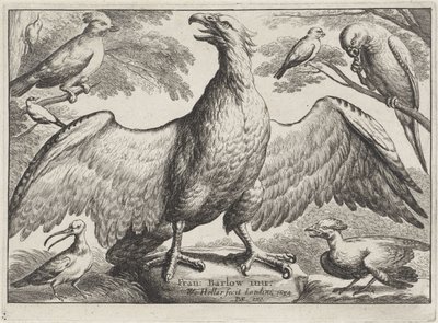 Adler von Wenceslaus Hollar