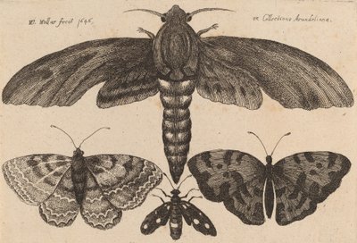 Motte und drei Schmetterlinge, 1646 von Wenceslaus Hollar