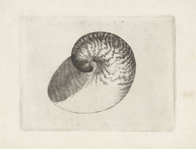 Schnecke, nautilus pompilius von Wenceslaus Hollar