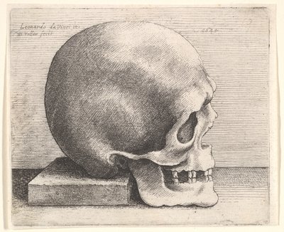 Schädel im Profil nach rechts, 1645 von Wenceslaus Hollar