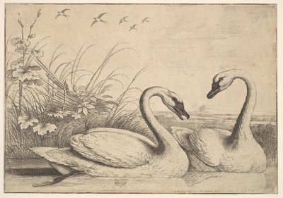 Zwei Schwäne von Wenceslaus Hollar