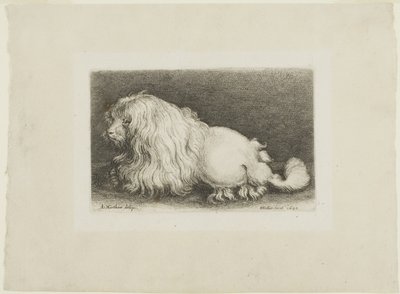 Weißer Hund von Wenceslaus Hollar