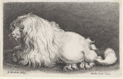 Weißer Hund von Wenceslaus Hollar
