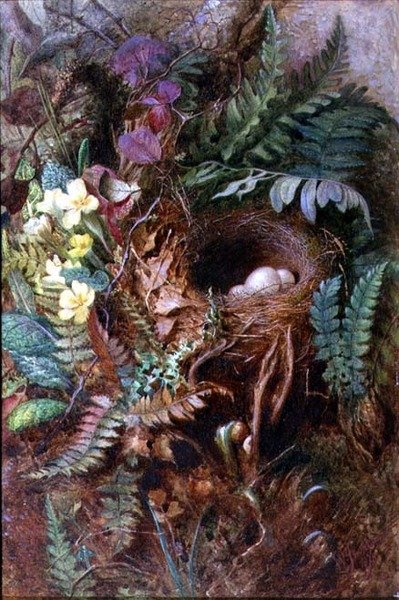 Vogelnest von Wilfred Jenkins