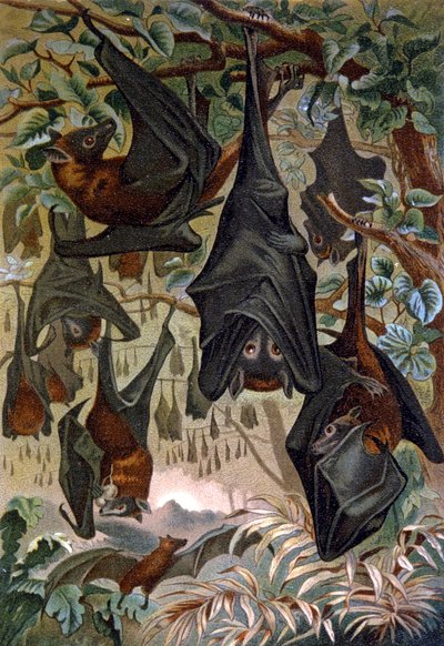 Fledermäuse von Wilhelm Kuhnert