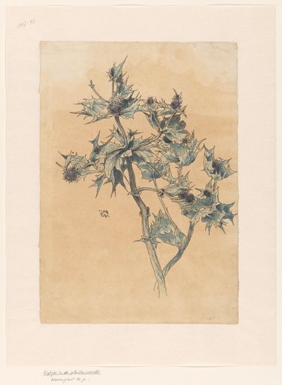 Disteln von Ludwig Willem Reymert Wenckebach