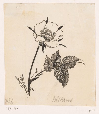 Wilde Rose von Willem Wenckebach