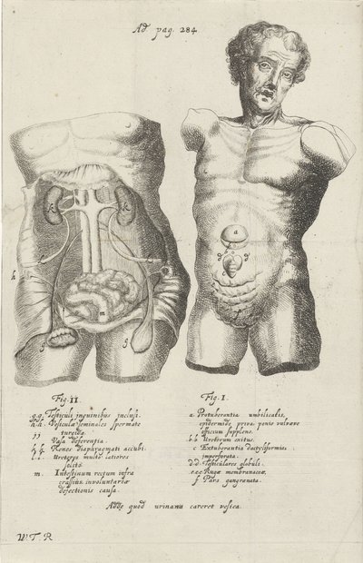 Anatomische Studie von zwei Rümpfen von Willem ten Rhijne