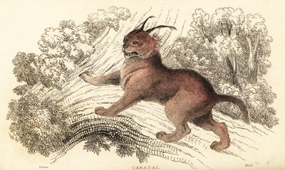 Karakal, Caracal caracal, 1834 von William Alexander Forbes