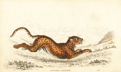 Gepard, Acinonyx jubatus, 1834 (Gravur) von William Alexander Forbes