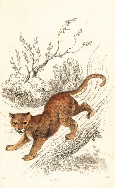 Jaguarundi, Puma yagouaroundi, 1834 (Gravur) von William Alexander Forbes