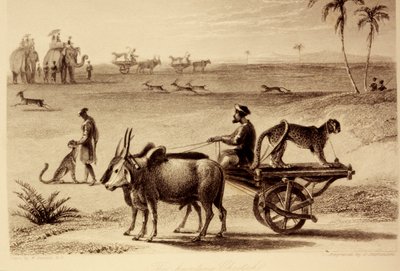 Die jagenden Geparden von William Daniell