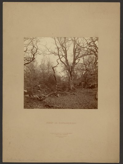 Wald von Fontainebleau von William Drooke Harrison