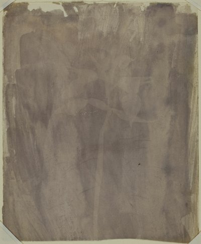 Botanisches Exemplar von William Henry Fox Talbot